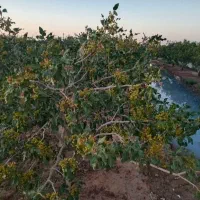 باغ پسته فروشی ۲ ساعت فیض اباد مه ولات