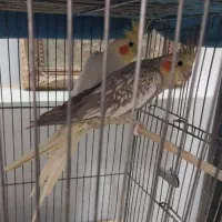 جفت عروس مرواریدی ولوتینو ب همراه1عدد جوجه نرم خور