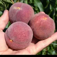 نهال  پیوندی گلدانی  قوی در نهالستان یاس نسترن|خدمات باغبانی و درختکاری|بیرجند, |دیوار