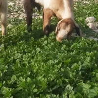 فروش دوتابز|حیوانات مزرعه|مهر, |دیوار