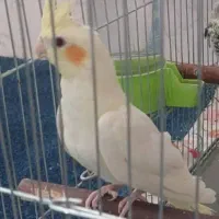 عروس هلندی جوجه مناسب آموزش|پرنده|اصفهان, پوریای ولی|دیوار