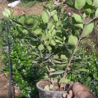 یاس هلندی گل زینتی|گل و گیاه طبیعی|اطاقور, |دیوار