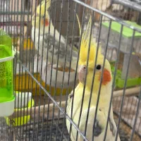 عروس هلندی