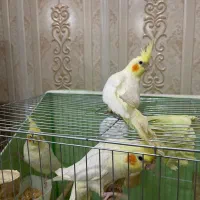 عروس هلندی سه عدد|پرنده|پارس‌آباد, |دیوار