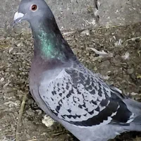 کبوتر مسافتی