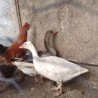 دوعدد غاز و دو عدد مرغ و خروس