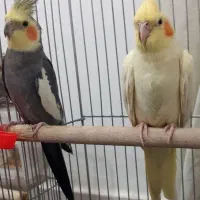 یک جفت عروس هلندی مولد بسیار زیبا