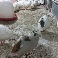 بلدرچین و   تخم  نطفه دار  وایت سنگین وزن|حیوانات مزرعه|قم, شهرک امام حسین|دیوار