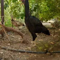 مرغ لاری اوشامو آلمانی