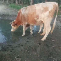 گاو هلشتاین با گوساله نر