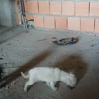 سگ پاکوتاه|سگ|جلین, |دیوار