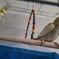 عروس هلندی فروشی|پرنده|برخوار, |دیوار