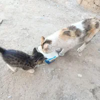 گربه|گربه|انزل, |دیوار