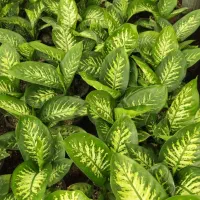 دیفن فیکوس پتوس زام سانسوریا یوکا فقط 195ت