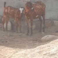 فروش بزاطراف بندرلنگه