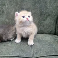 اسکاتیش و بریتیش های گوگولی