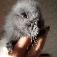 خرگوش نژاد دار|موش و خرگوش|قرچک, میرزائی شمالی|دیوار