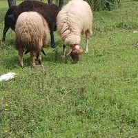 گوسفند زنده