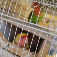طوطی کوتوله برزیلی جفت تخم جوجه