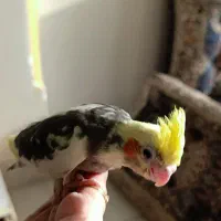 عروس هلندی|پرنده|محمدشهر, ولدآباد|دیوار