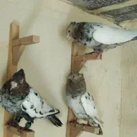 کبوتر|پرنده|شیراز, ارم|دیوار