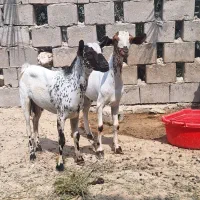 نری و کهره گوشتی وآبستن|حیوانات مزرعه|قشم, |دیوار