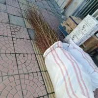 ارقام بادام نهال خوشه ای گردو دیر گل بادام دیر گل