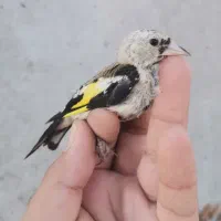 جوجه سهره کوردستان|پرنده|تهران, آرارات|دیوار