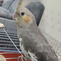 عروس هلندی  گمشده