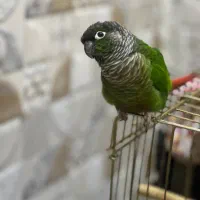 دو عدد طوطی گیرینچیک