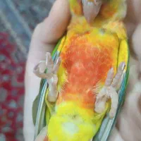 گرینچیک دوماهه