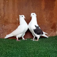 کبوتر پرشی ( بندرگز)|پرنده|گرگان, |دیوار