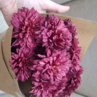 گل داوودی دسته گل|گل و گیاه طبیعی|مشهد, امام رضا (ع)|دیوار