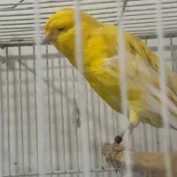 قناری رسمی بلند نر