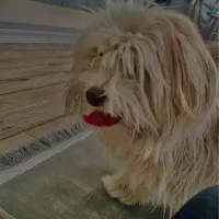 سگ نژاد دار