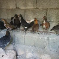 تعدادی نیمچه مرغ و خروس۵ ماهه گلین عشایری