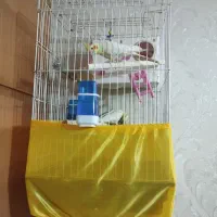 یه جفت عروس هلندی ویک موتورتی وی اس مدل 96