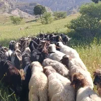 قصابی/داشتی/انجیره