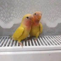 طوطی برزیلی و مرغ عشق