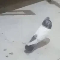 باخت رفتن|حیوانات|قم, علی آباد سعدگان|دیوار