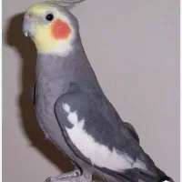 عروس هلندی گم شده