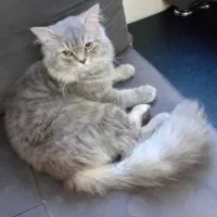 گربه پرشین دال فیس