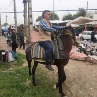 فروش اسب نر