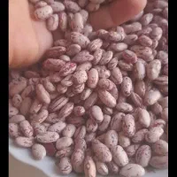 لوبیا چیتی درجه یک