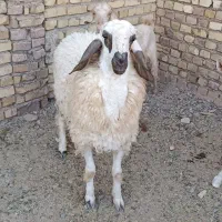 فروش بره زیل