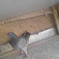 کبوتر پرشی|پرنده|شاهینشهر, شهرک ردانی پور|دیوار