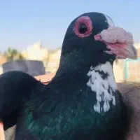 پرنده فروشی رضاخانی