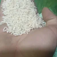 برنج محلی