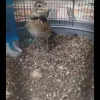 پرنده طوقی دار|پرنده|یزد, |دیوار