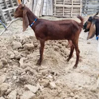 ۲راس بز شیری پاکستانی شیری